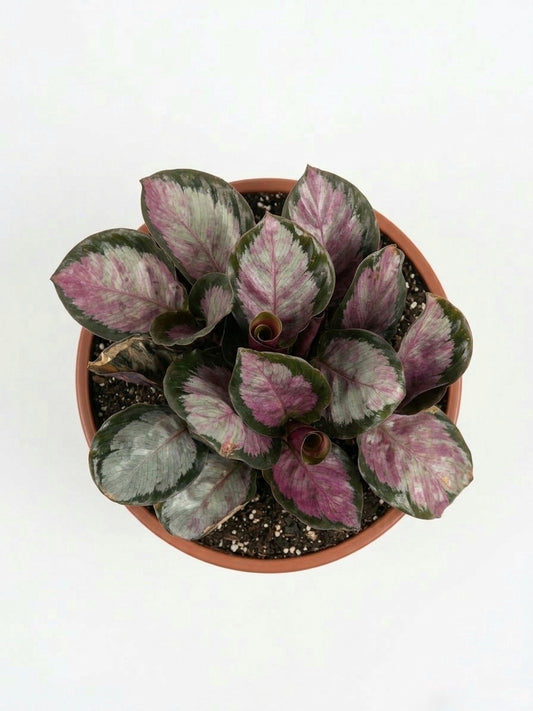 Calathea Roseopicta