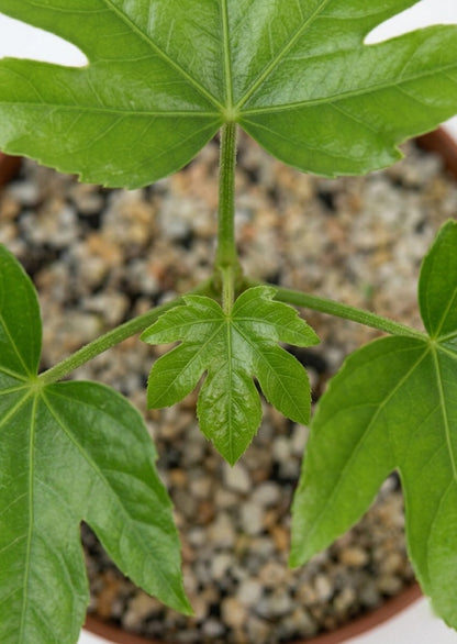 Aralia Japonica (Fatsia Japonica)