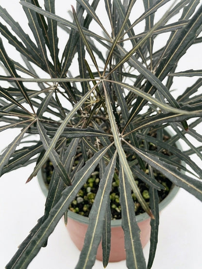 Aralia Elegantissima