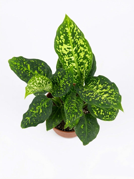 Dieffenbachia Reflector 🌿✨