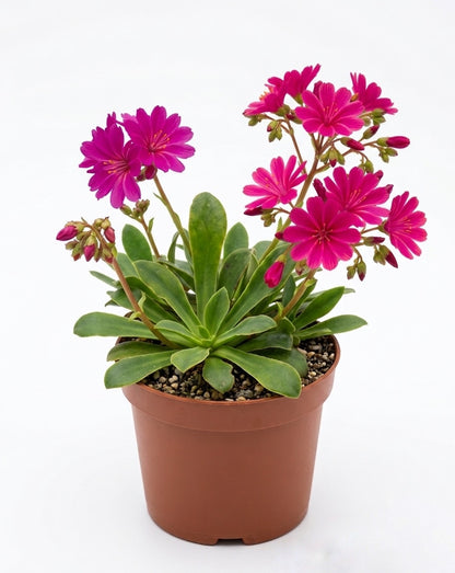 Lewisia Cotyledon