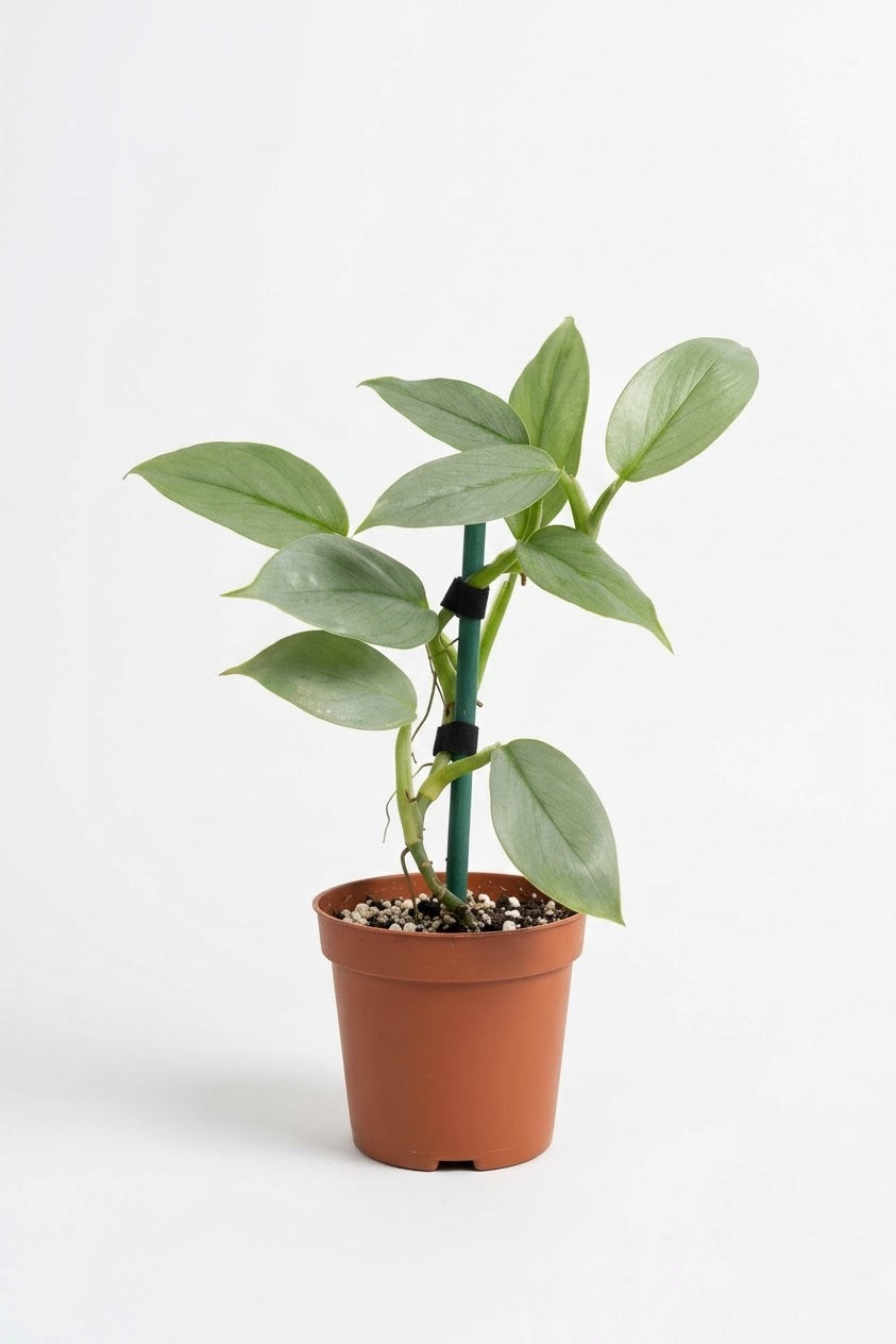 Philodendro Silver Hastatum