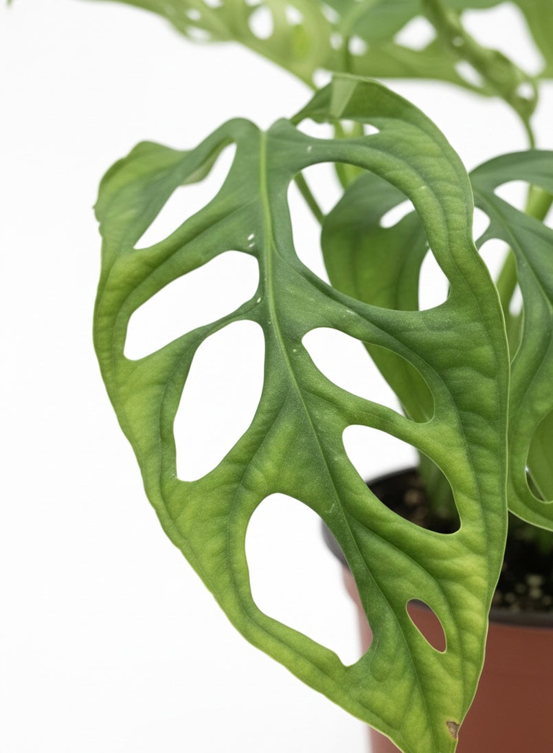 Monstera Adansonni