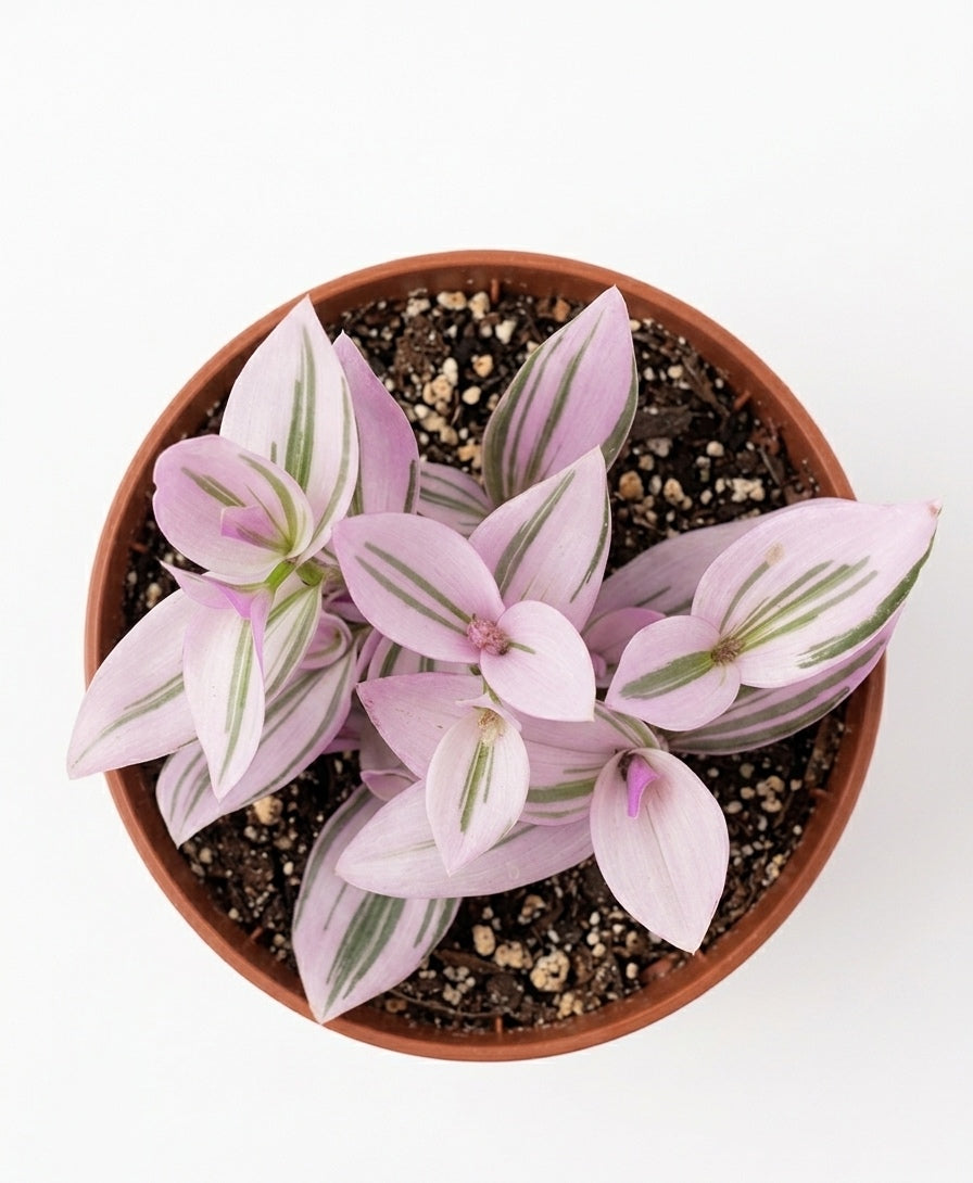 Tradescantia Rose
