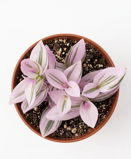 Tradescantia Rose