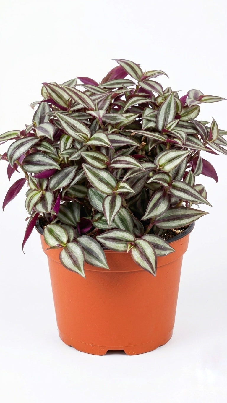 Tradescantia Zebrina