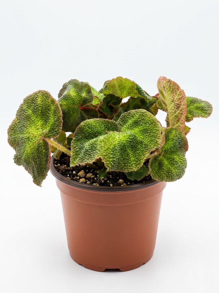Begonia Soli Mutata