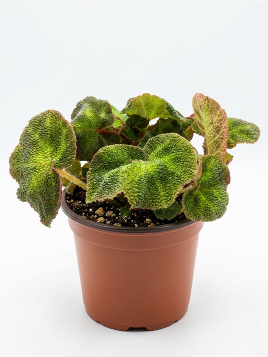 Begonia Soli Mutata