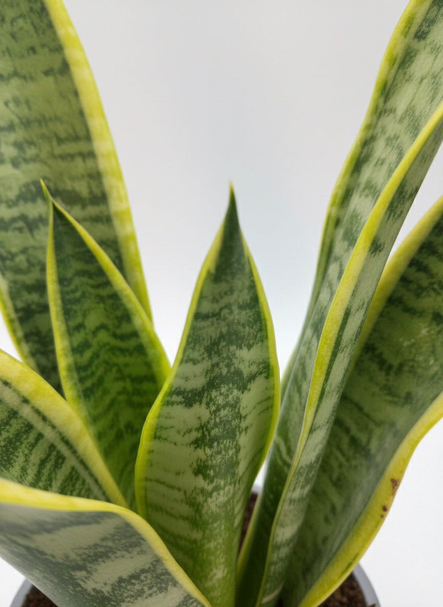 Sansevieria Laurentii