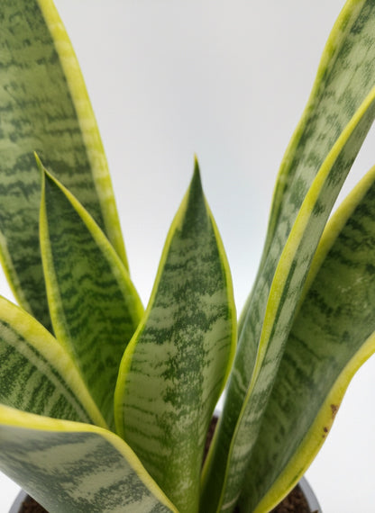 Sansevieria Laurentii