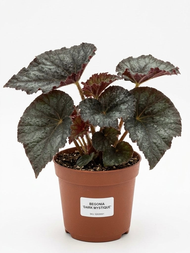 Begonia Dark Mistique
