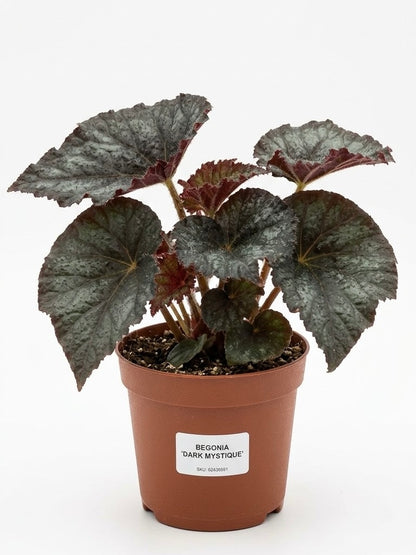 Begonia Dark Mistique