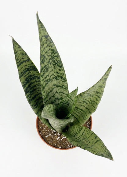 Sansevieria Zeylanica