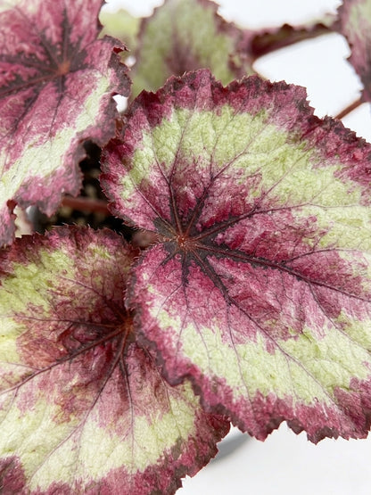 Begonia Rex