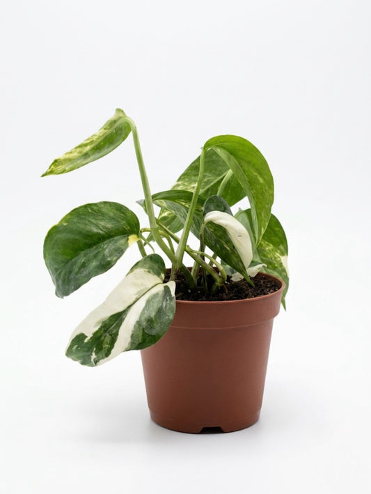 Epiprennum pinnatum