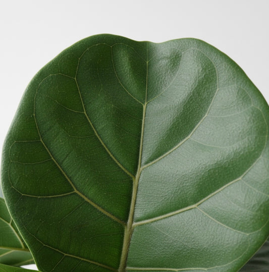 Ficus Lyrata 50 cm