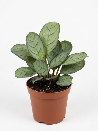 Calathea Amagris