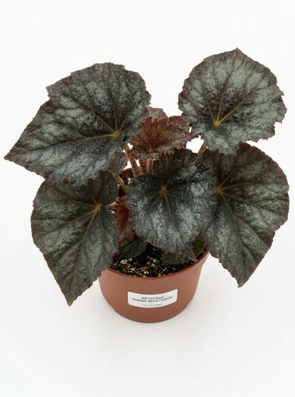 Begonia Dark Mistique