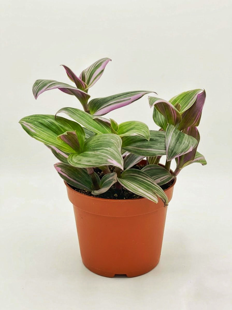 Tradescantia Nanouk