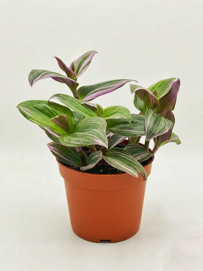 Tradescantia Nanouk