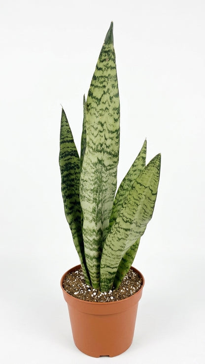 Sansevieria Zeylanica