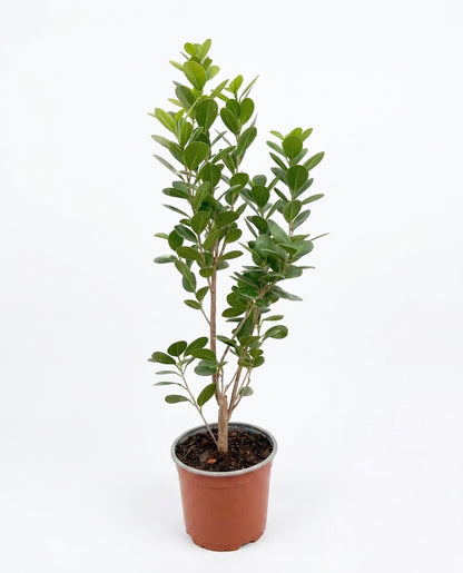Ficus Moclame