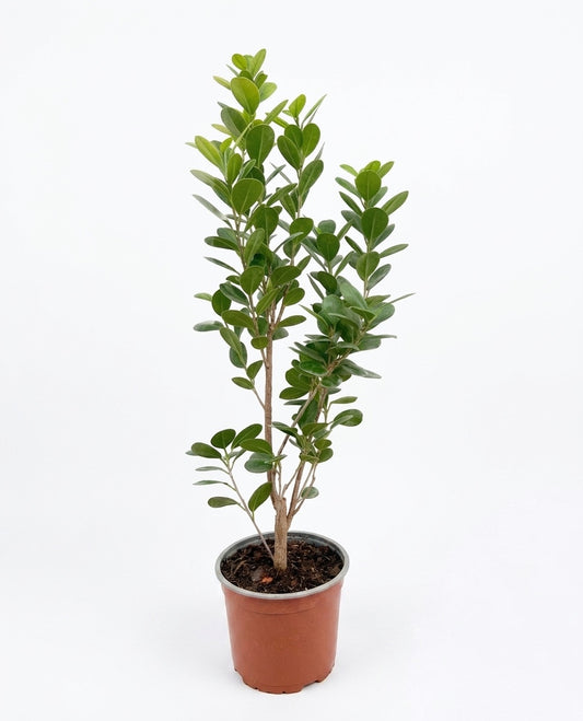 Ficus Moclame