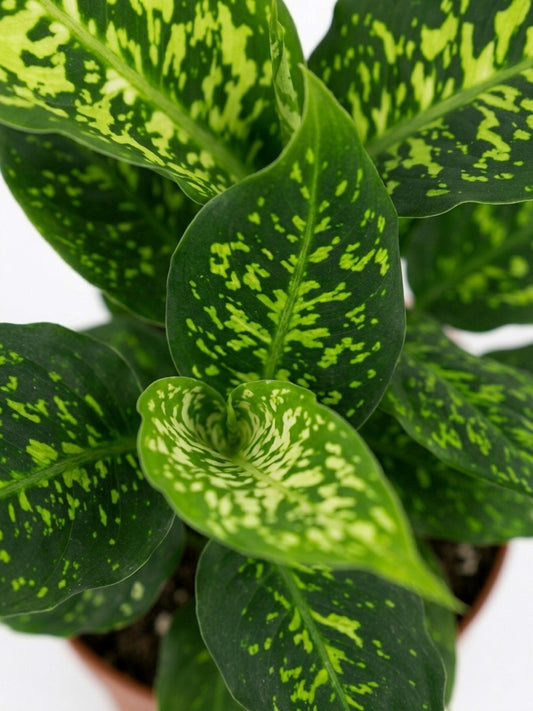 Dieffenbachia Reflector 🌿✨