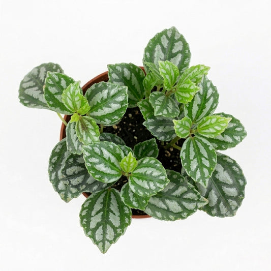Pilea Cardierei
