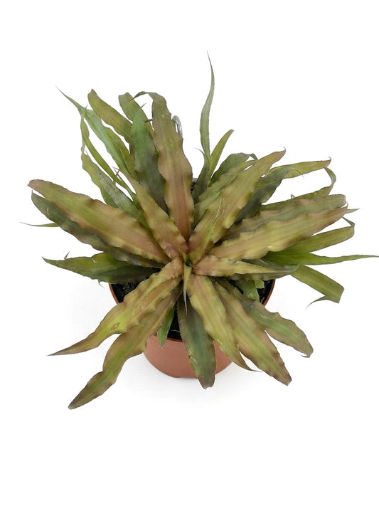 Cryptanthus bivittatus (Estrella de Tierra)