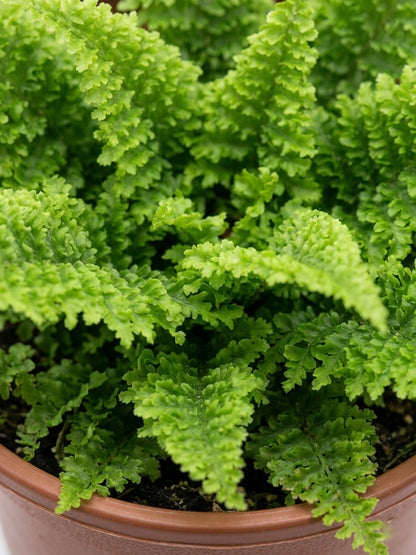 Helecho Rizado o Helecho Hawái 🌿✨
