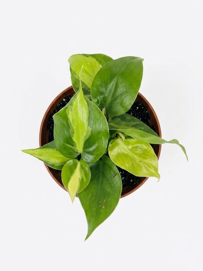 Philodendro Cordatum Brasil