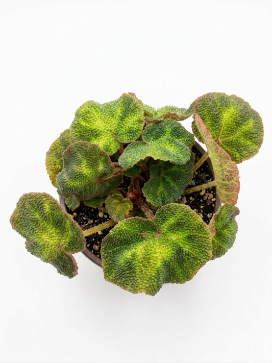 Begonia Soli Mutata
