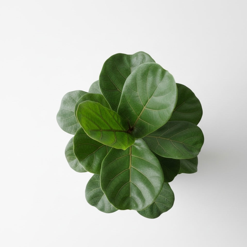 Ficus Lyrata 50 cm