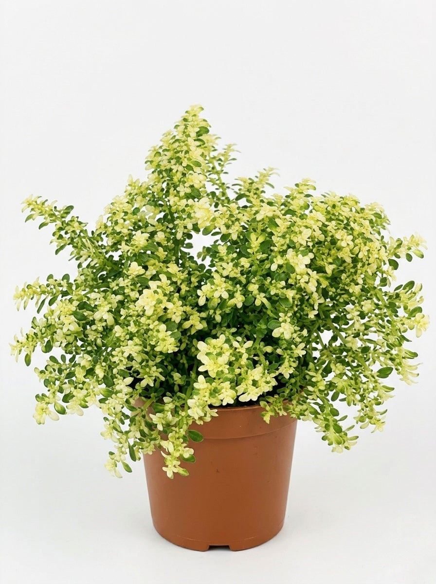 Helecho arroz variegado