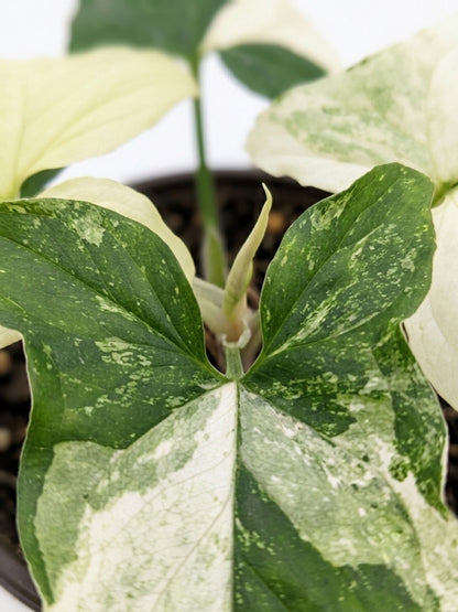 Singonio variegado