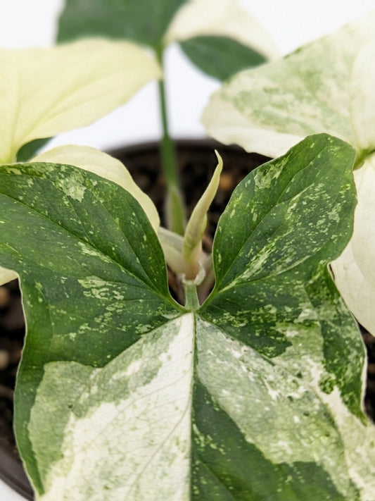 Singonio variegado