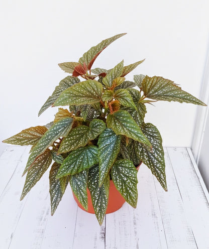 Begonia alita de ángel
