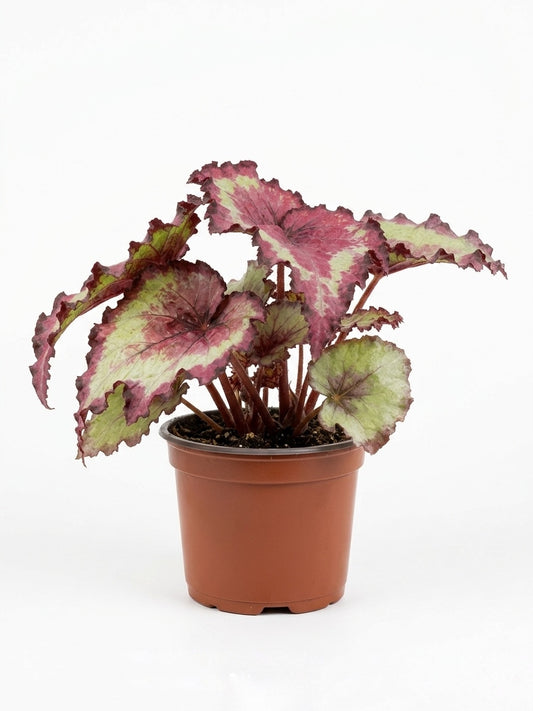 Begonia Rex