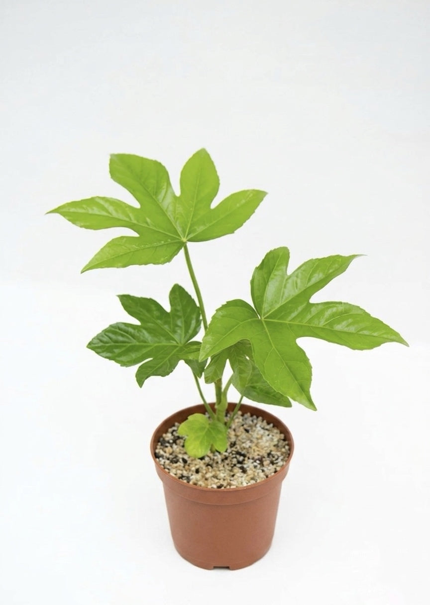 Aralia Japonica (Fatsia Japonica)