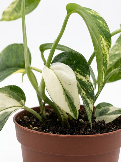 Epiprennum pinnatum