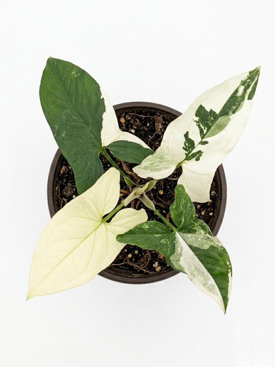 Singonio variegado