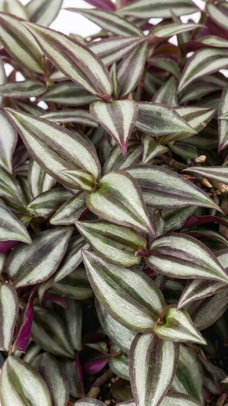 Tradescantia Zebrina