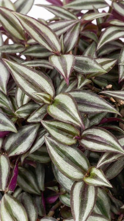 Tradescantia Zebrina