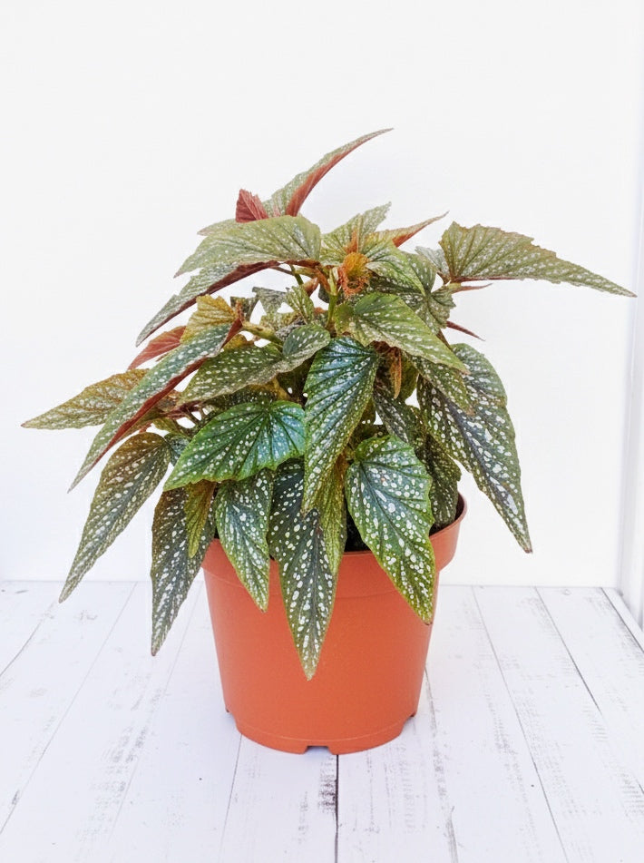 Begonia alita de ángel