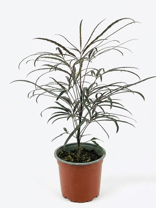 Aralia Elegantissima