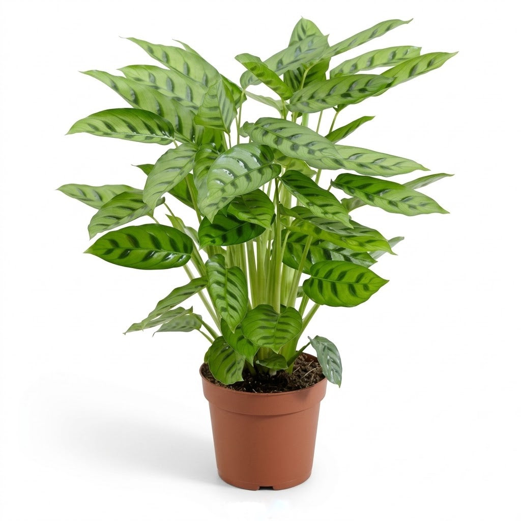 Calathea Leopardina