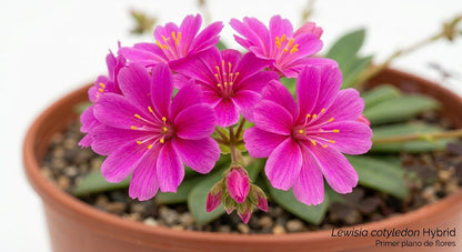Lewisia Cotyledon
