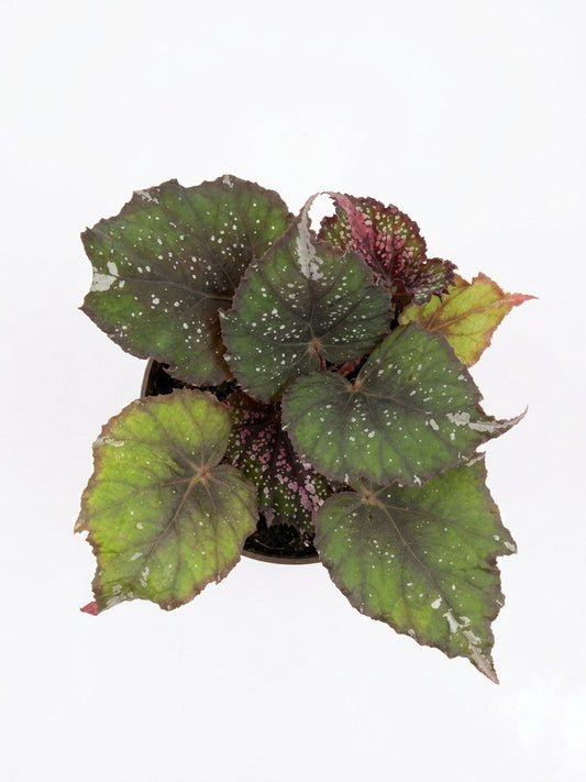 Begonia Rex Galaxy