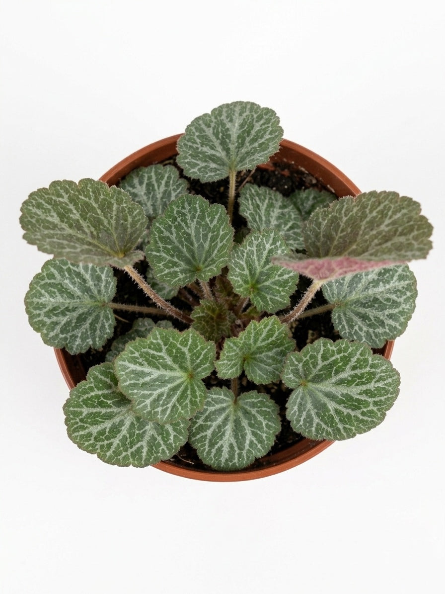 Saxifraga Stolonifera